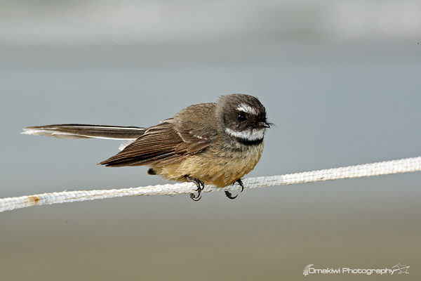 Fantail