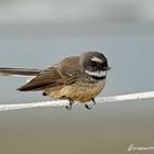 Fantail