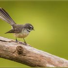 Fantail