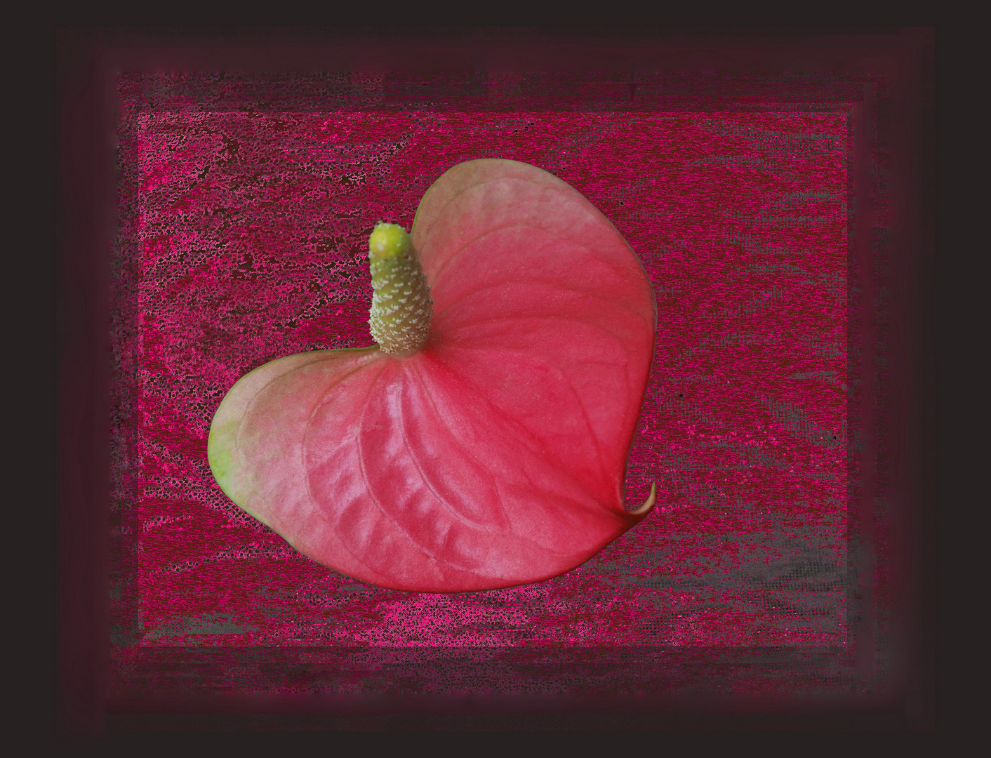 Fantaisie à l’Anthurium de Scherzer