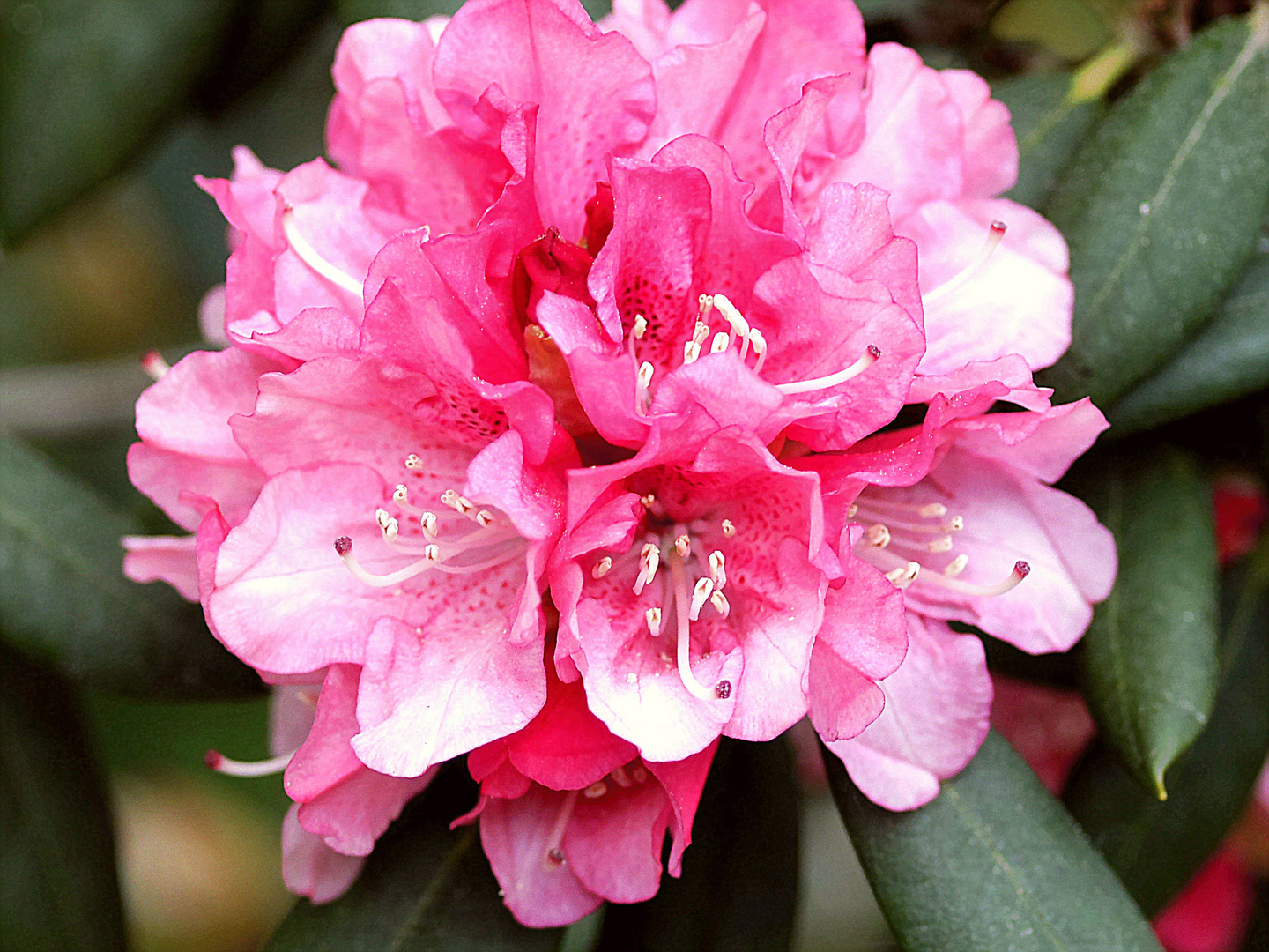 Fantaisie Rhododendron