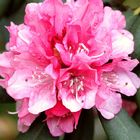 Fantaisie Rhododendron