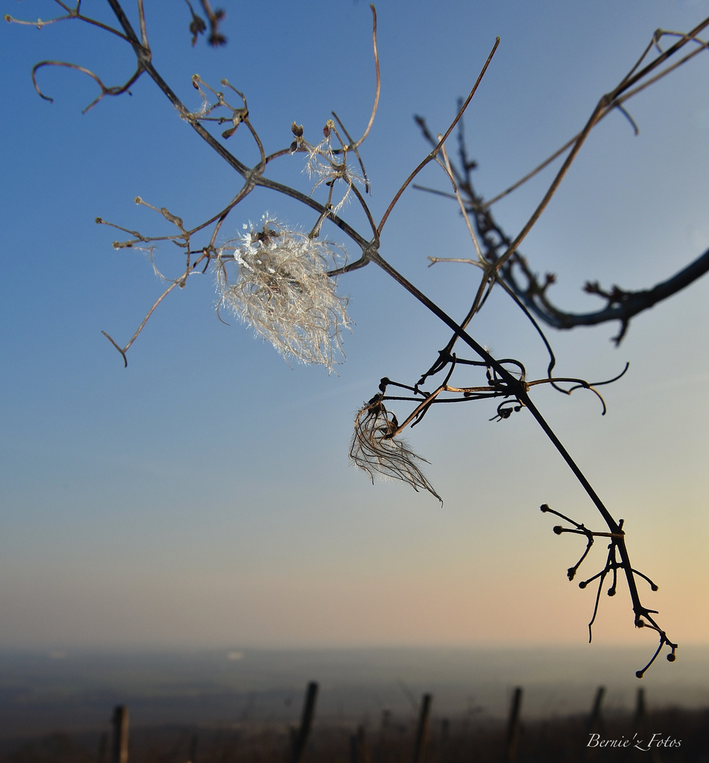 Fantaisies de l'hiver