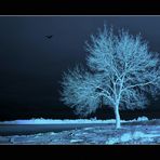 Fantasía de una noche de invierno...