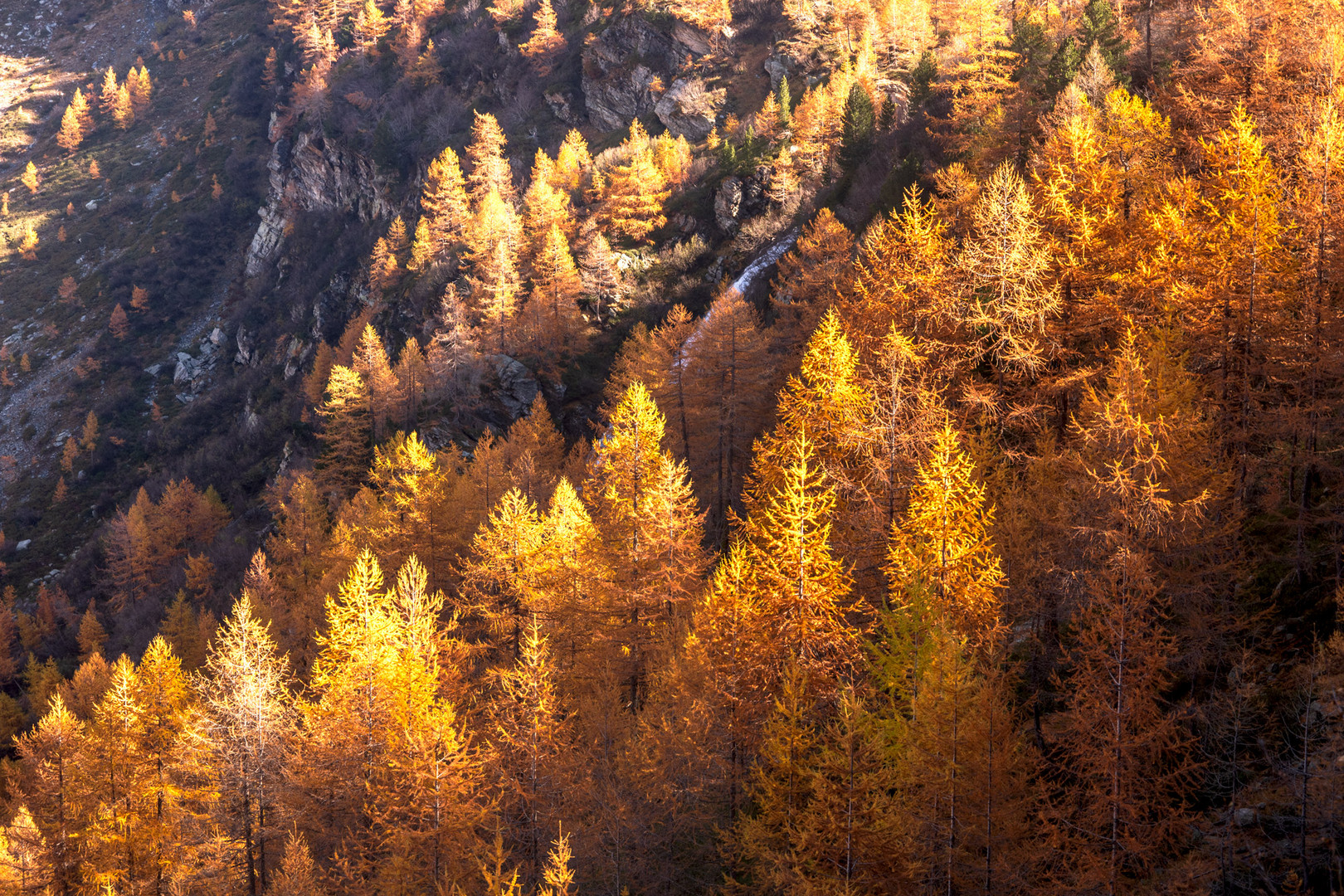 Fantasia della natura