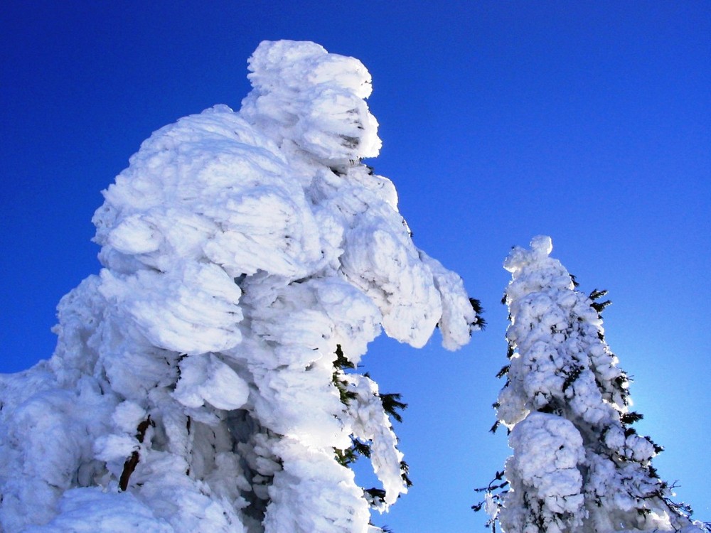 Fantasias de la nevada