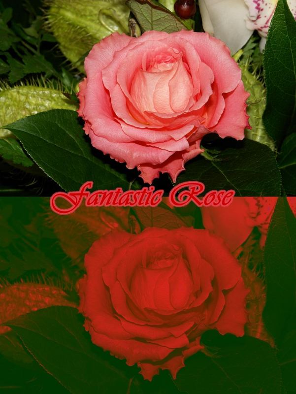 Fantasic Rose