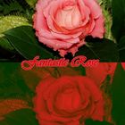 Fantasic Rose