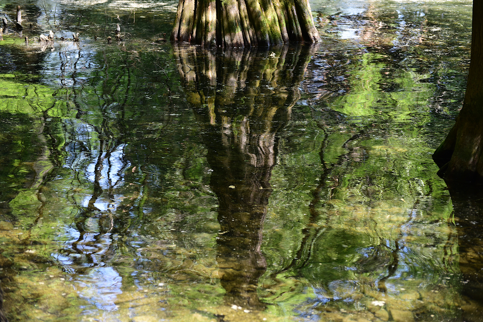 Fantasie della natura