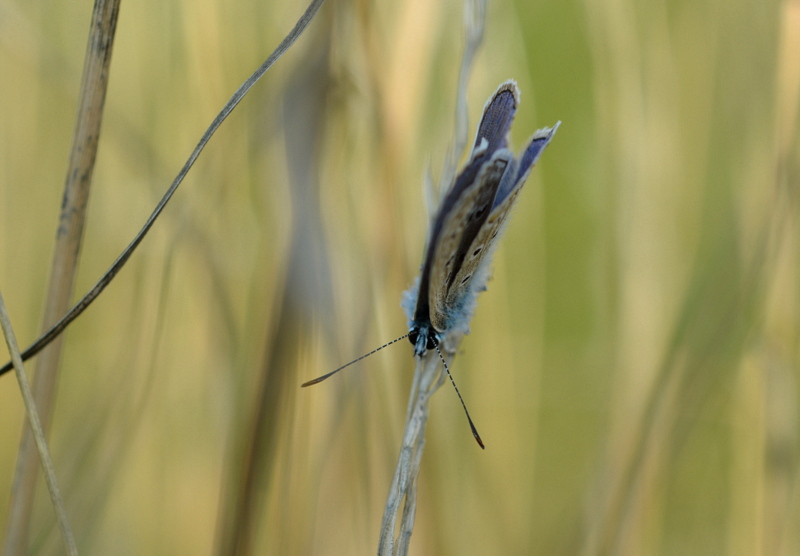 fantasie mit schmetterling