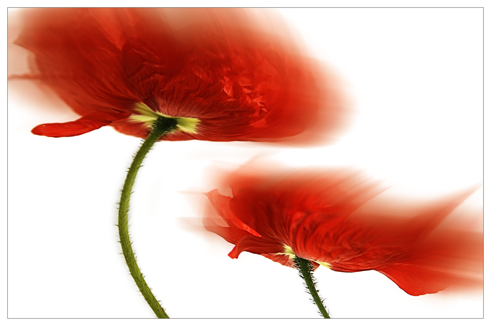 Fantasie-Mohn