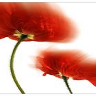 Fantasie-Mohn