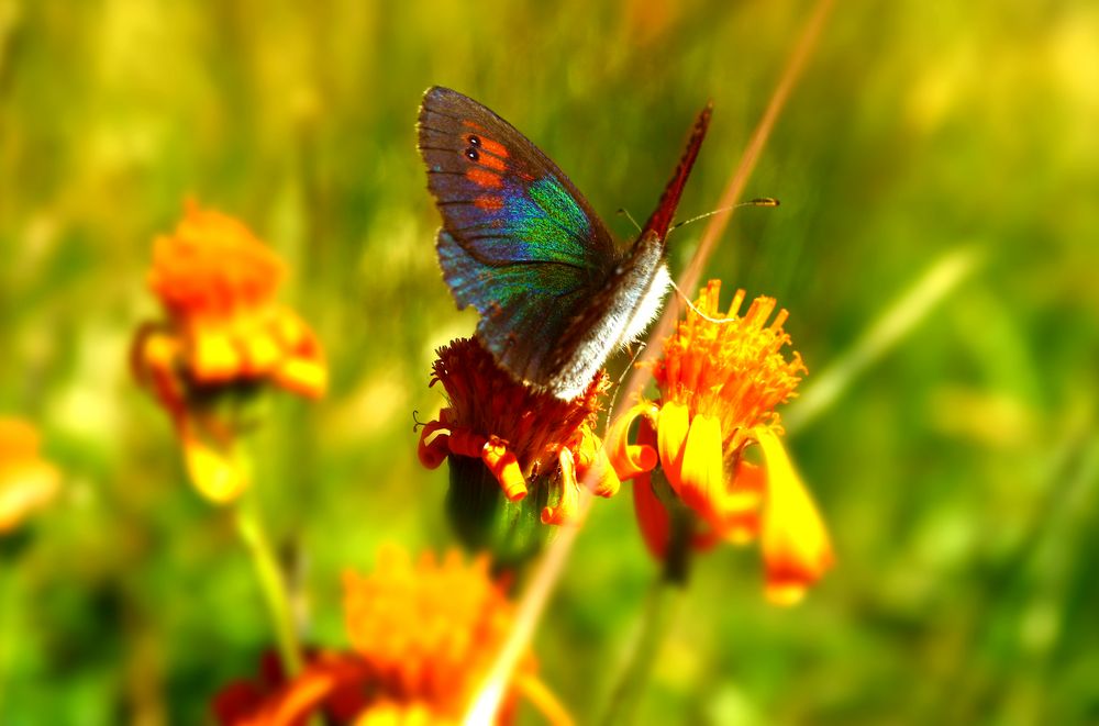 Fantasien des Sommers von LookAs Felder