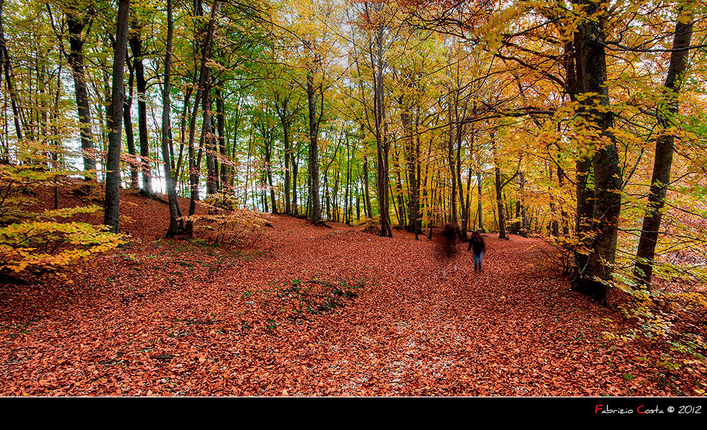 Fantasmi nel bosco