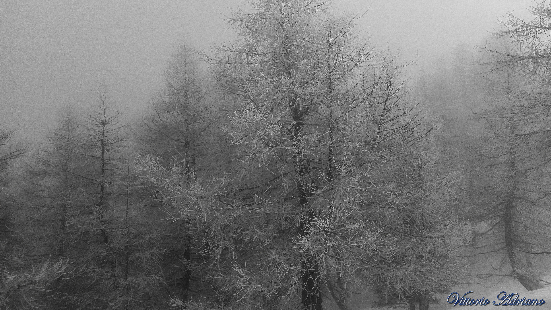 Fantasmi nella nebbia