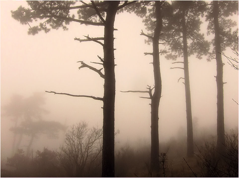 Fantasmi nella nebbia