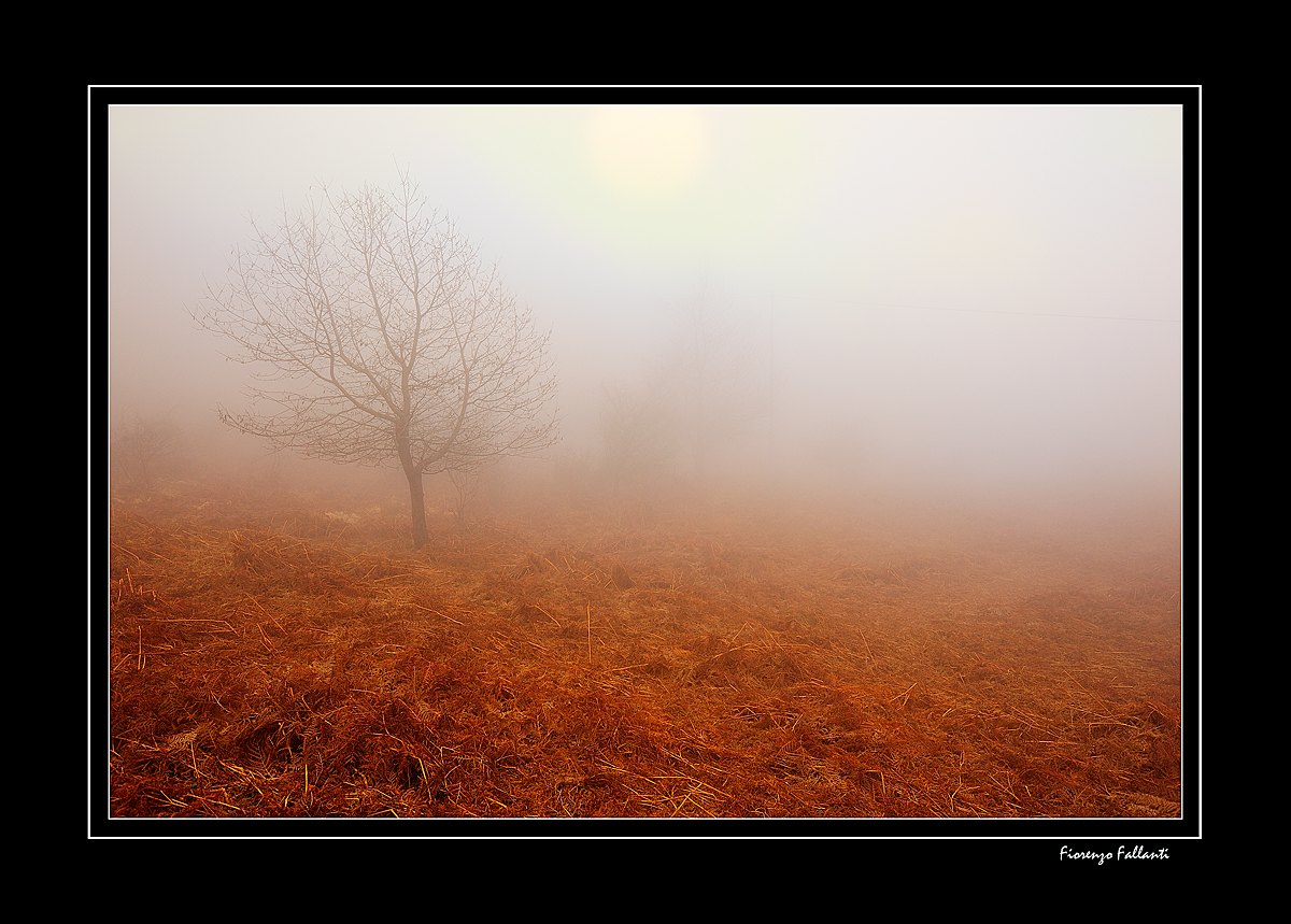 ...FANTASMI NELLA NEBBIA...