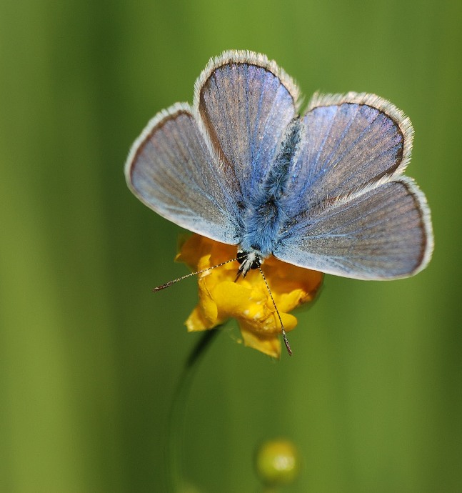 Fantastic Blue