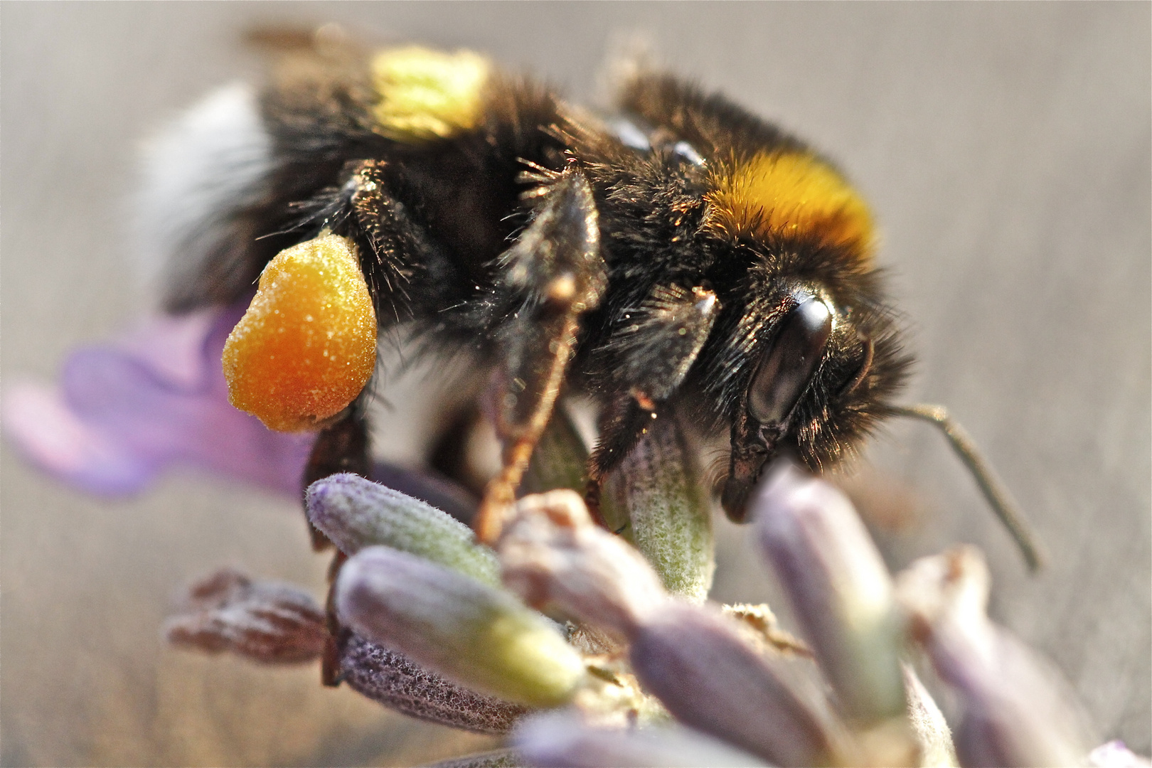 !!! fantastic bumblebee !!! Die Taschen sind voll!