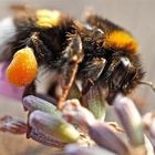 !!! fantastic bumblebee !!! Die Taschen sind voll!