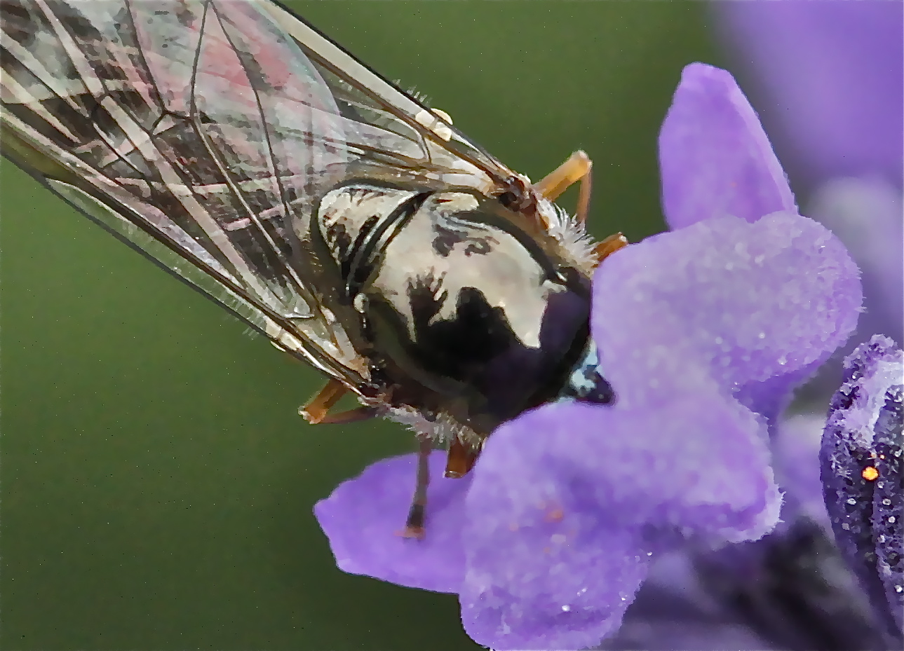 !!!fantastic fly!!!  Ein Gruß an meine fc-Freunde!