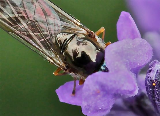 !!!fantastic fly!!!  Ein Gruß an meine fc-Freunde!