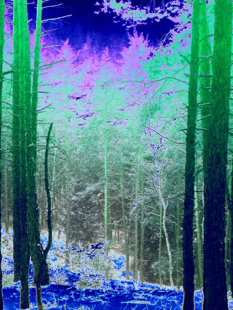 Fantastic-Forest