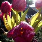 fantastic impression of pink tulips