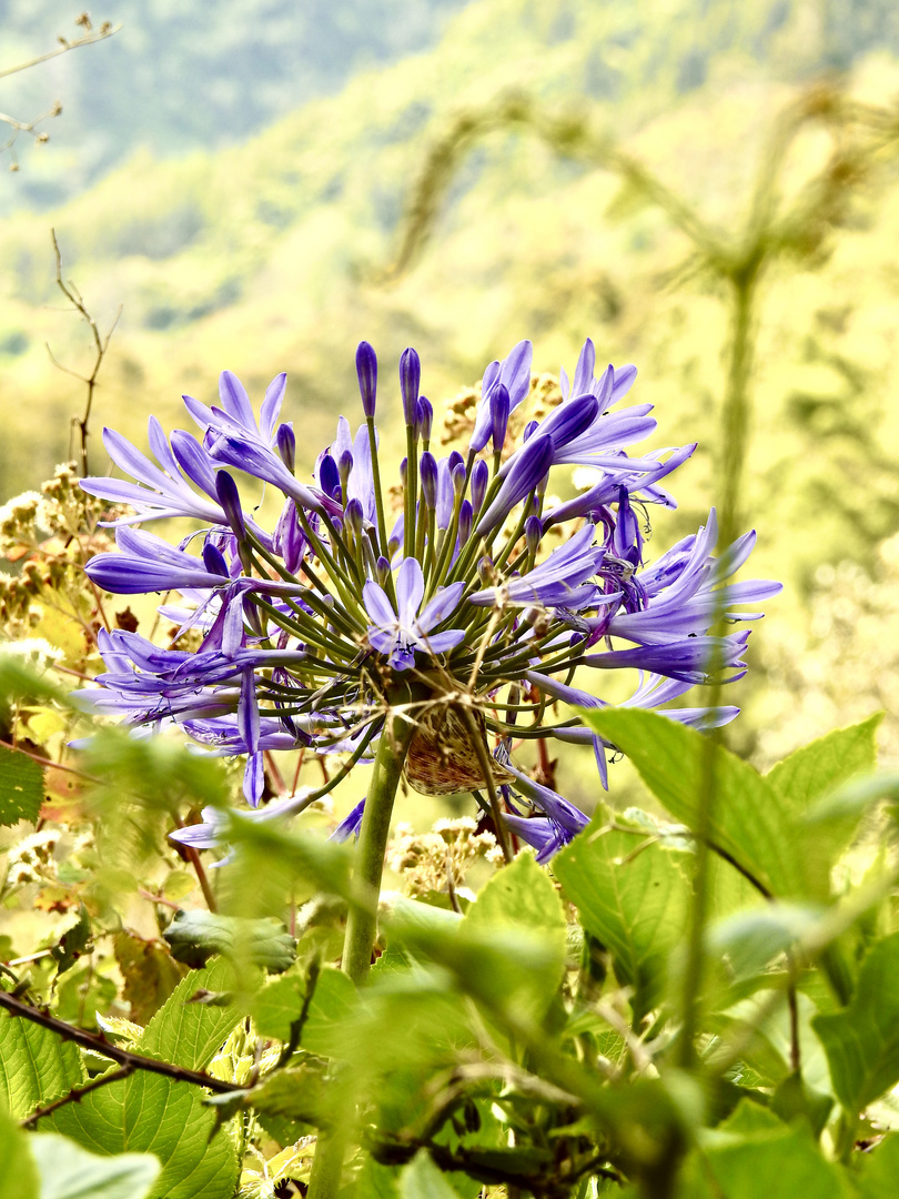 Fantastic Madeira-04