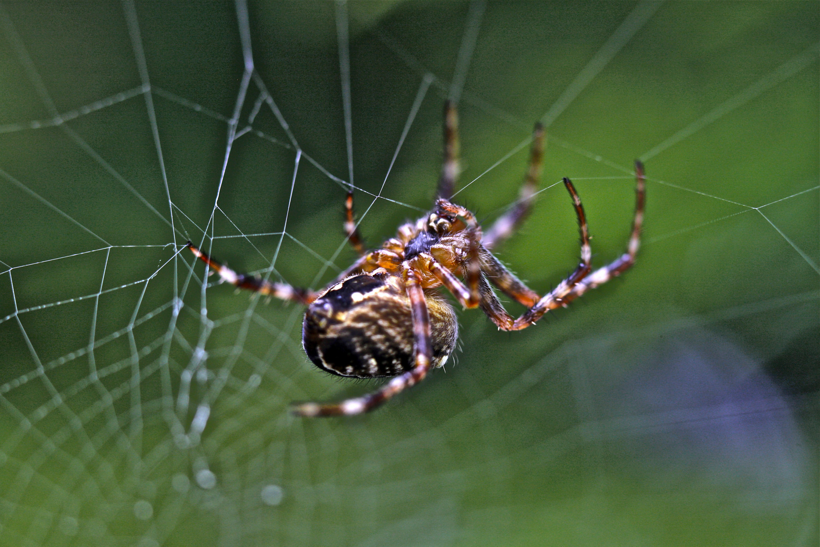 !!!fantastic spider!!!