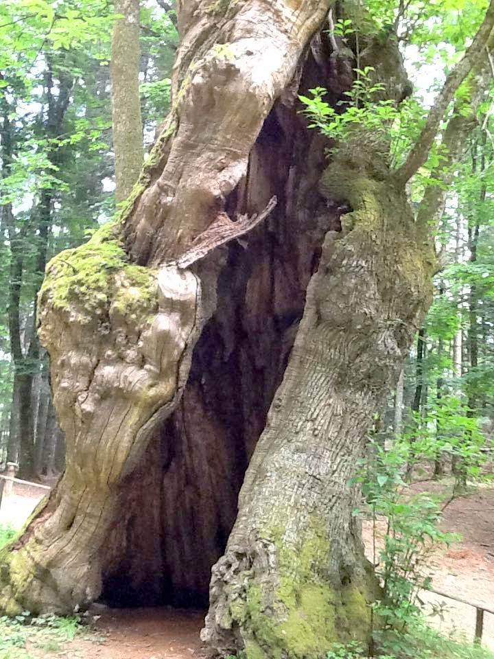 FANTASTICO ALBERO UNA OPER DI ARTE