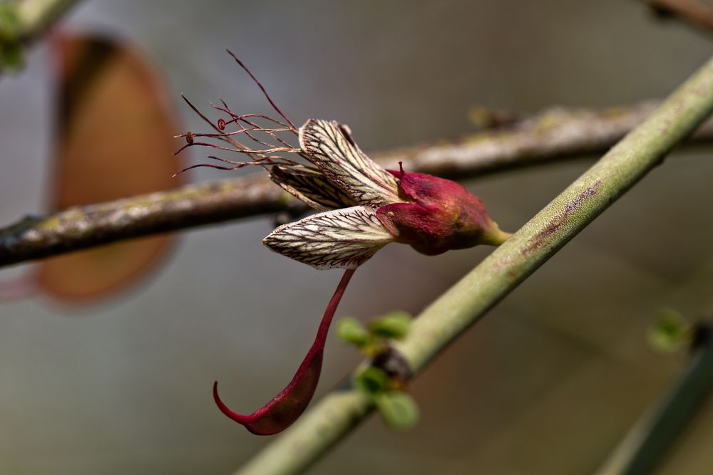 Fantastische Blüte eines Baums auf Hauchabfontein