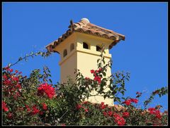 Fantastische Farben in Puerto de la Cruz in der Februarsonne