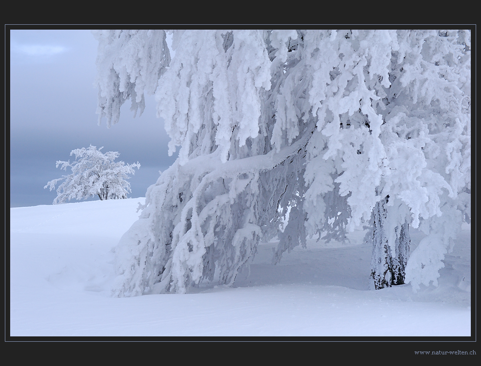 Fantastische Frostskulpturen