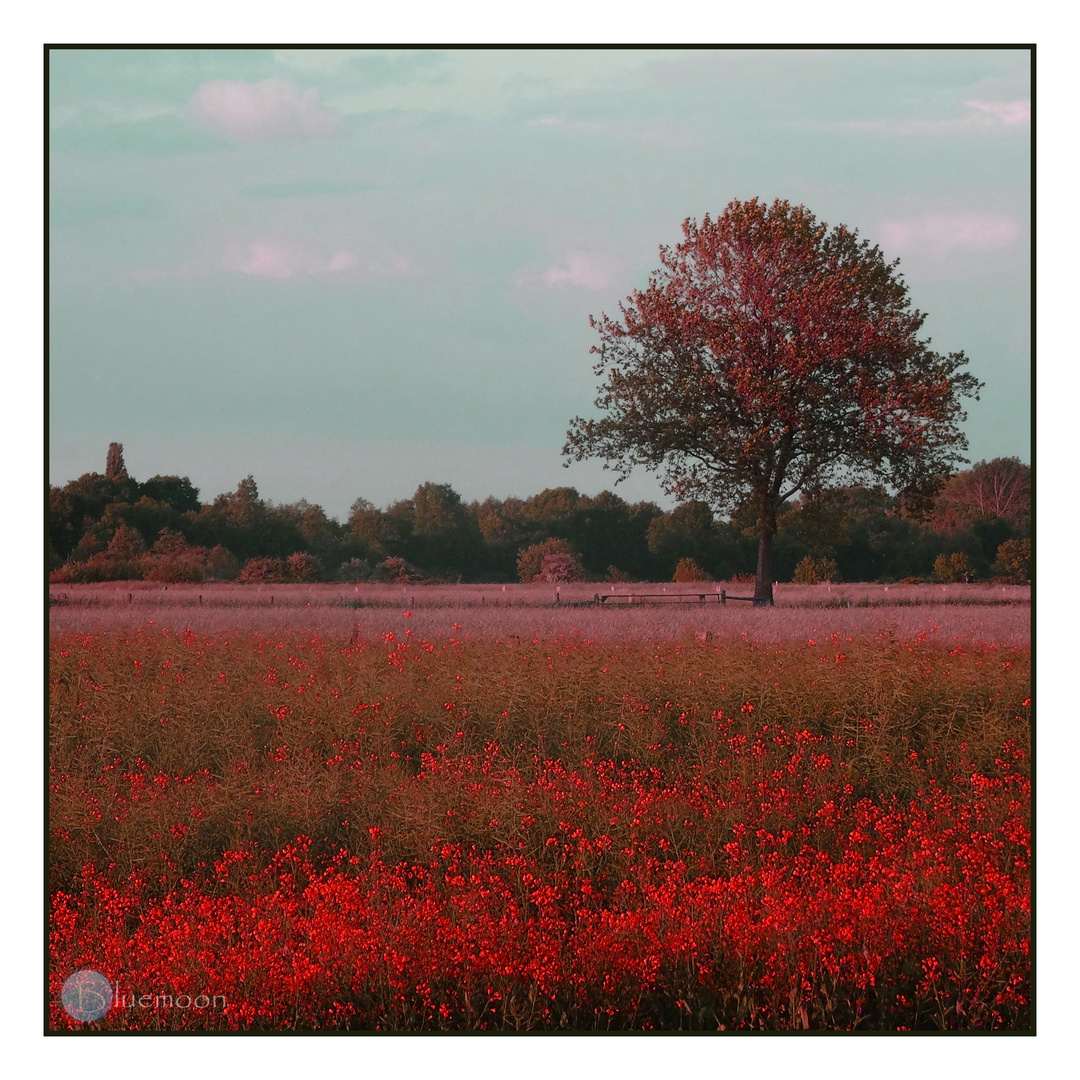 fantasy poppies