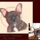 Fanzösische Bulldogge