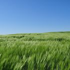 Far in windy field