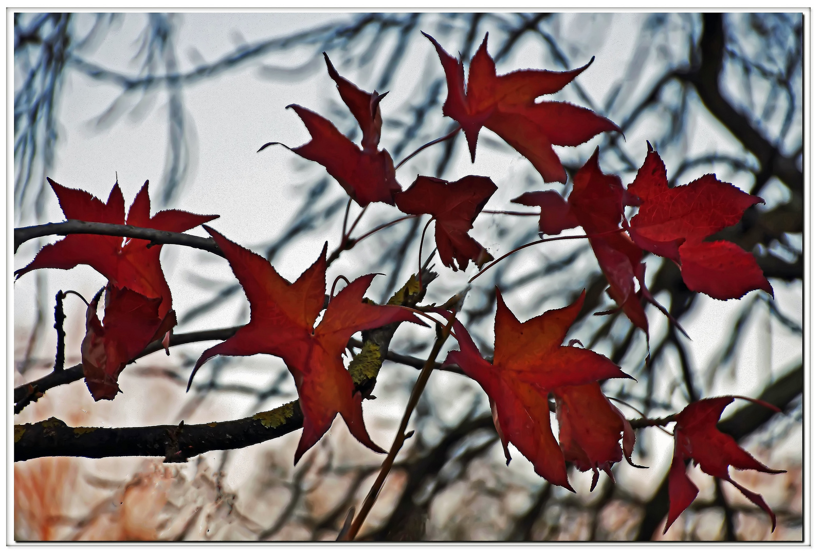 farandole d automne...