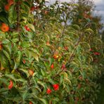 Farb-Herbst in Bonn I