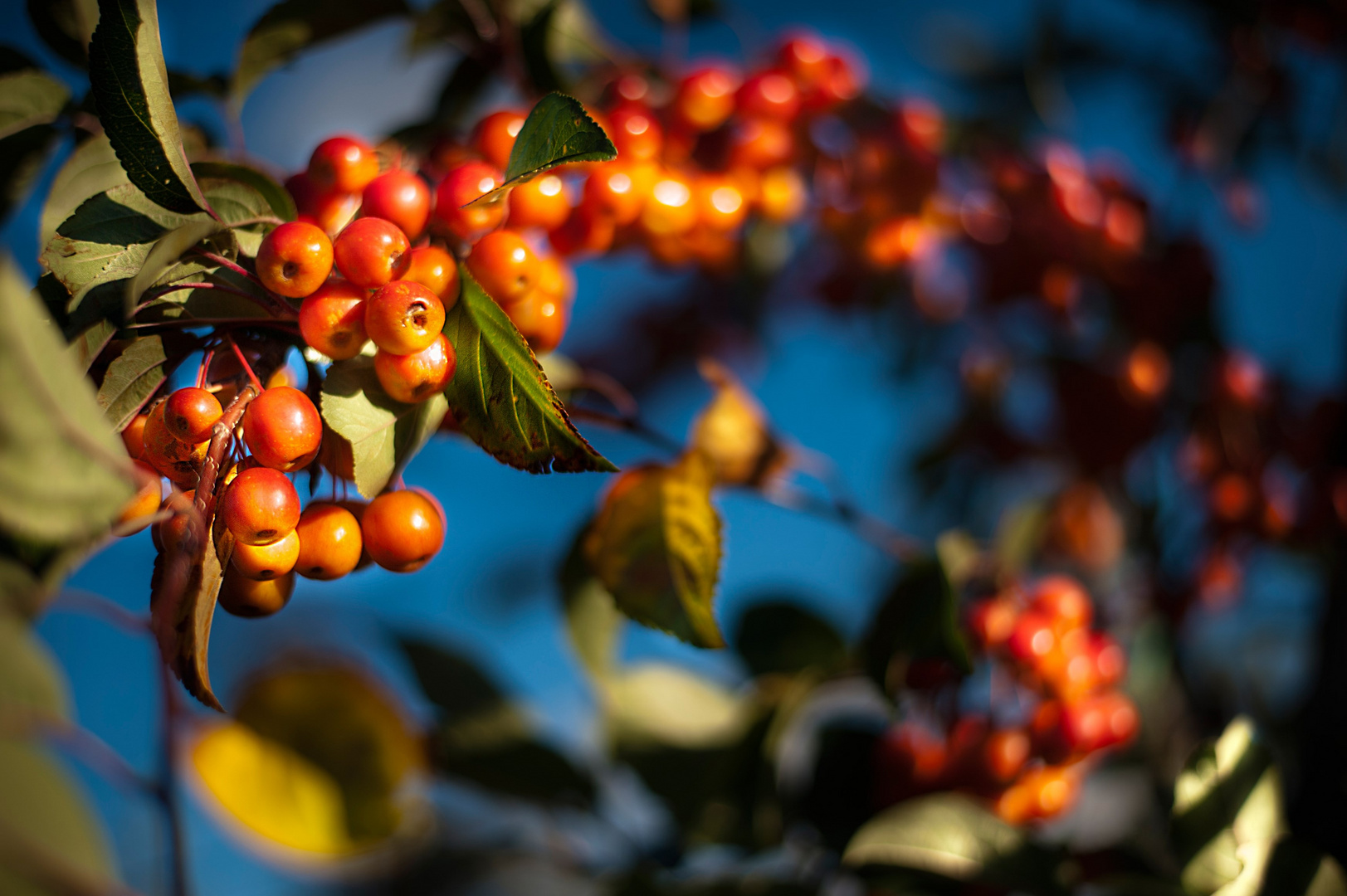 Farb-Herbst in Bonn VII