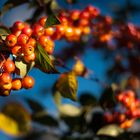 Farb-Herbst in Bonn VII