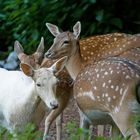 Farbanomalien beim Damhirsch...