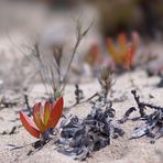 Farbe am Strand