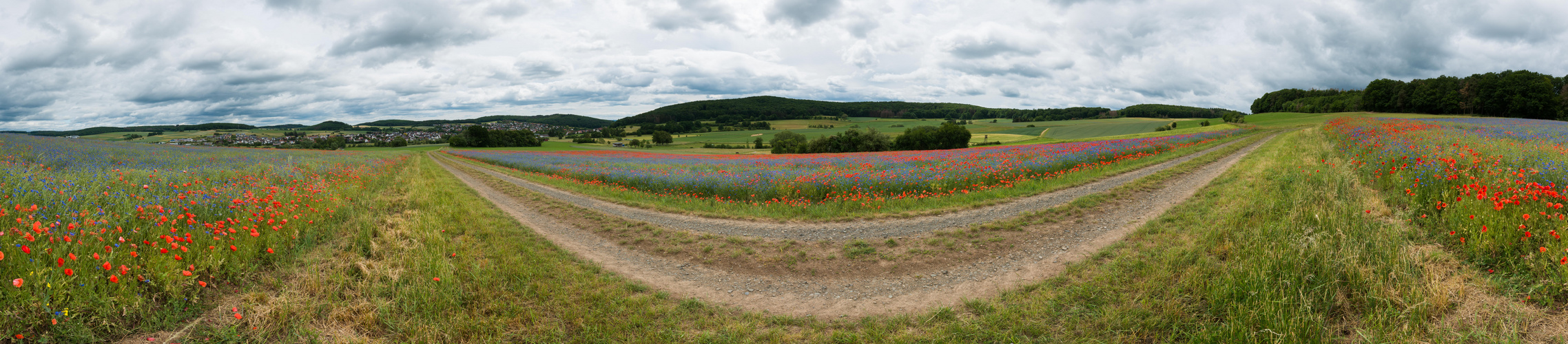 Farbe am Wegesrand 2