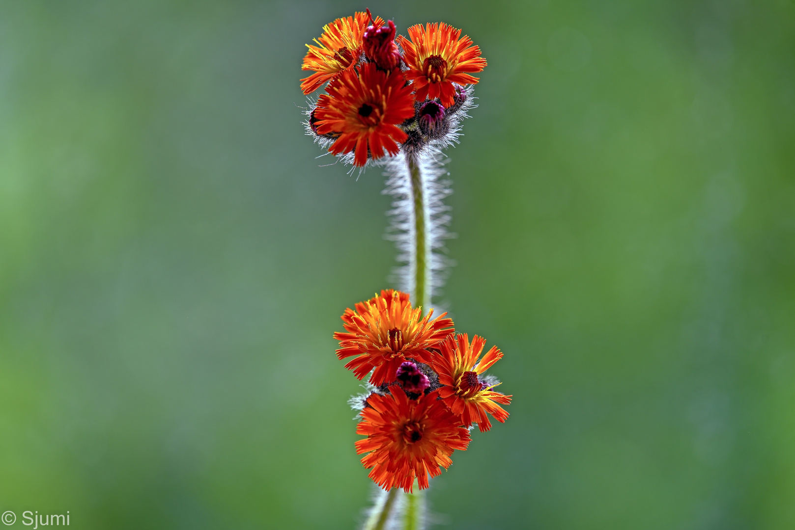 Farbe auf der Wiese