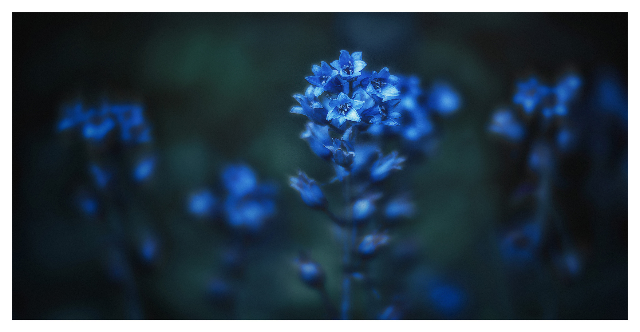 ... Farbe: Blau ...