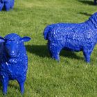 Farbe Blau – die Schafe von Rainer Bonk