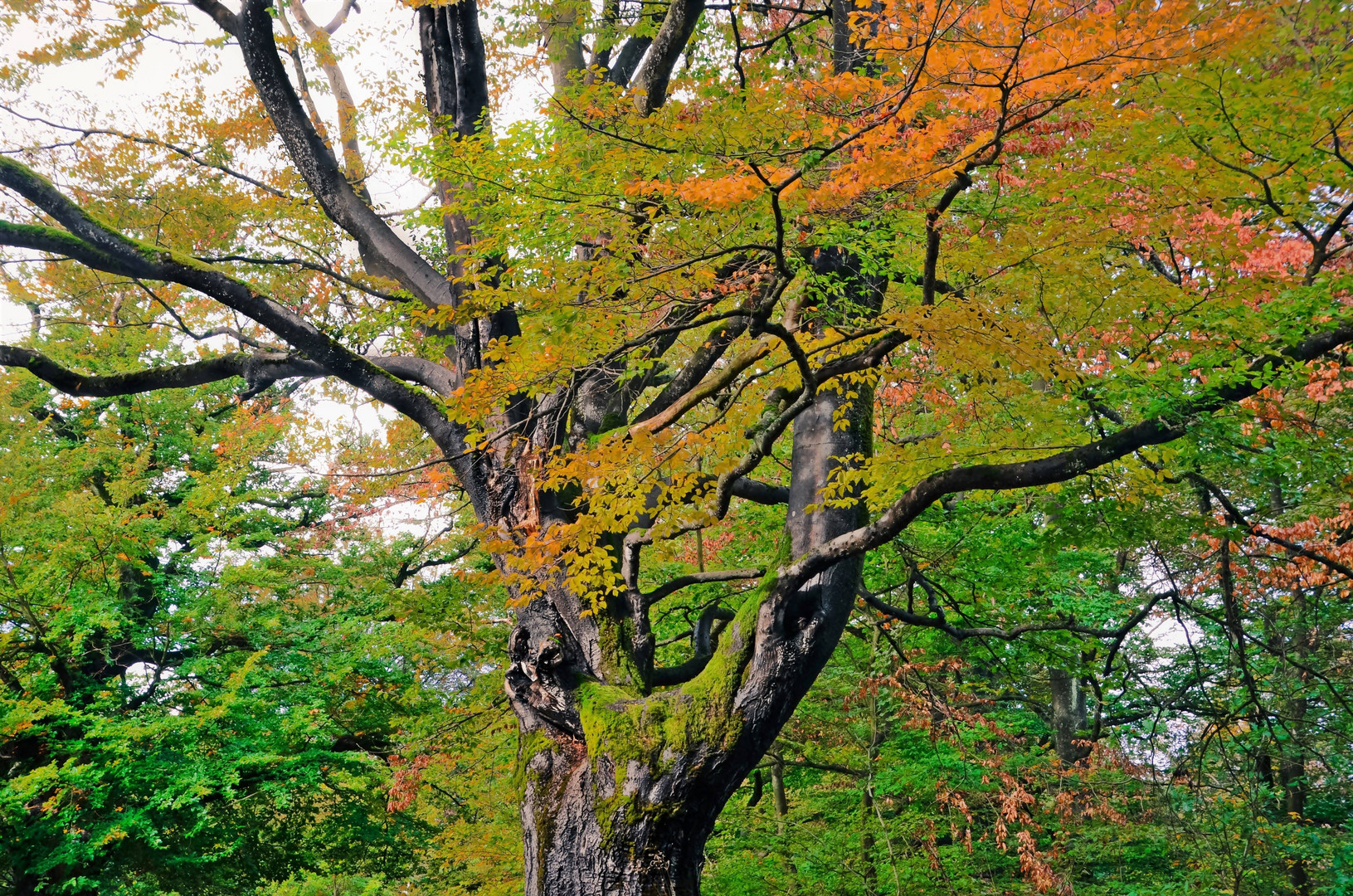 Farbe braucht der Herbst