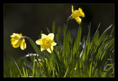 Farbe des Frühlings