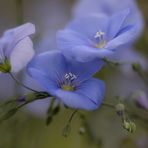 - Farbe des Glücks -